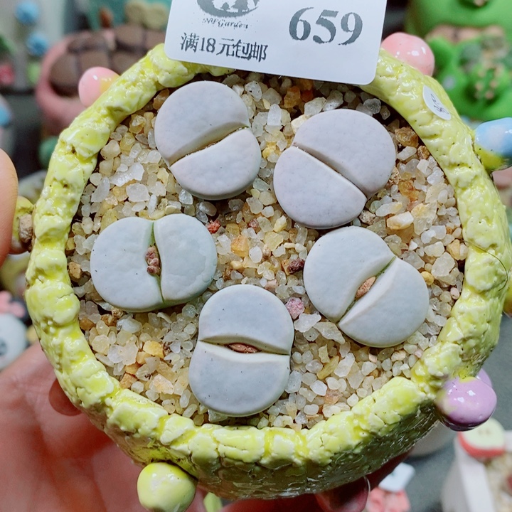 生石花花花花花659