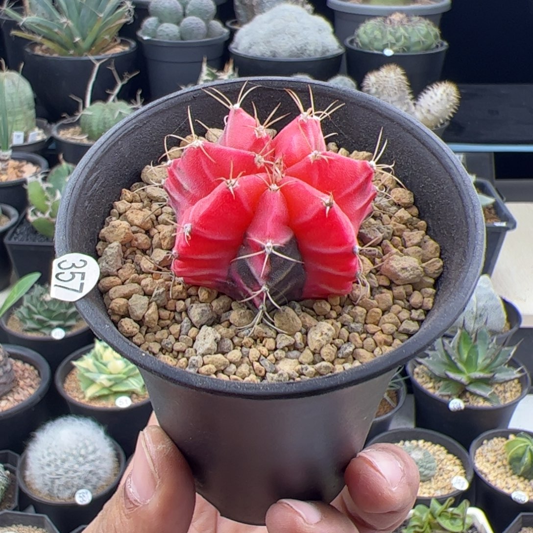 米哈实生自然锦一物一拍