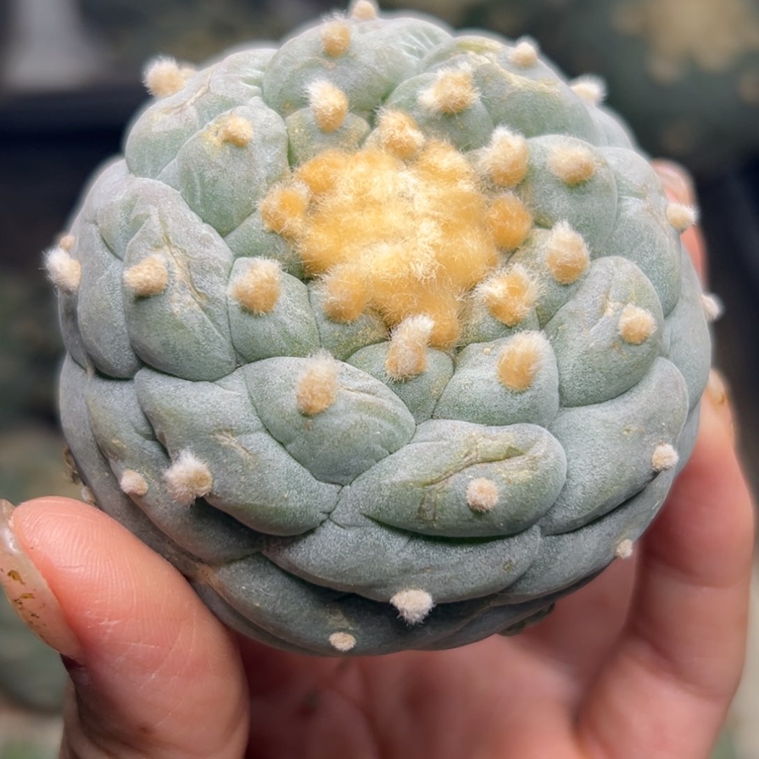 713 有根 仙人球的世界里有