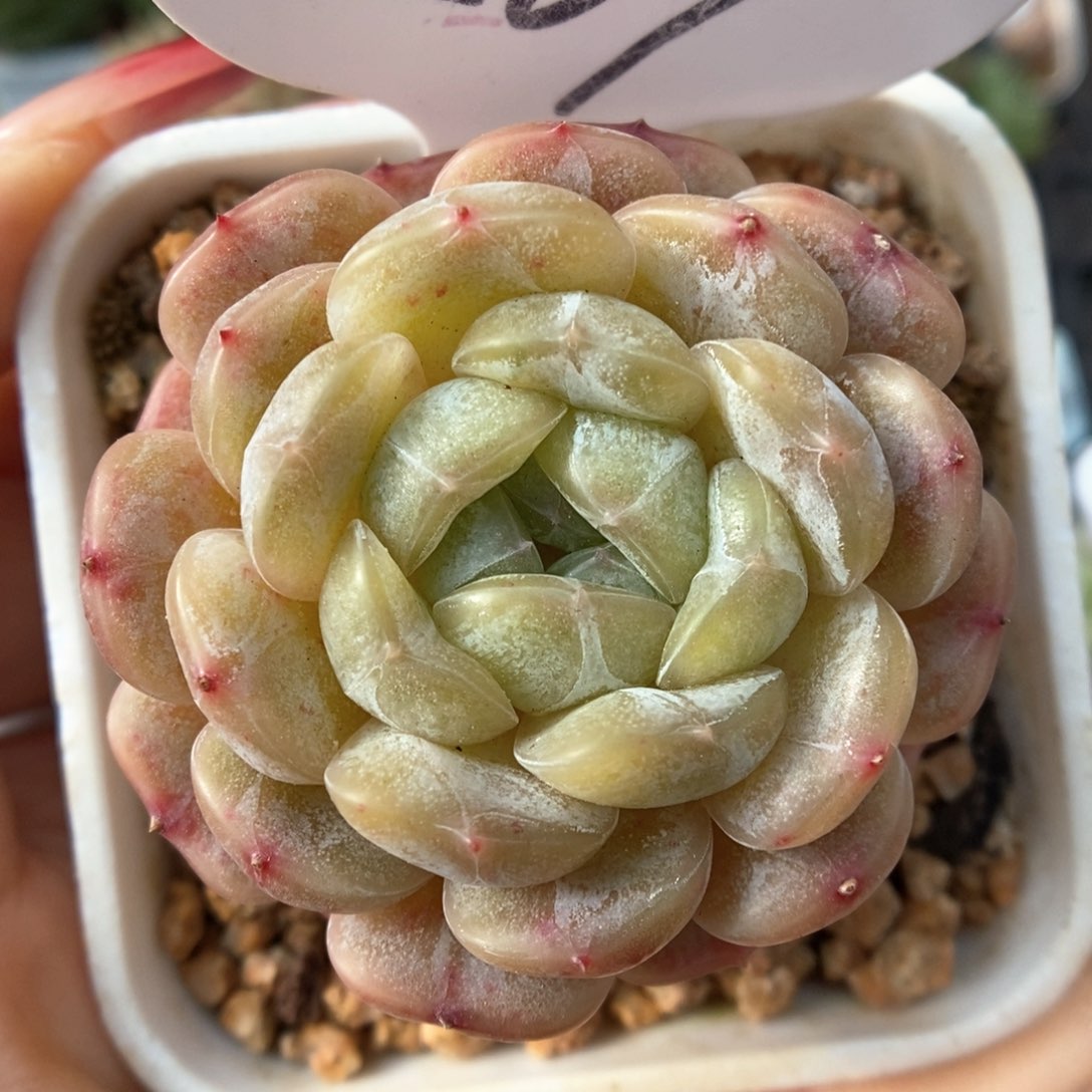 白色恋人可拍567号。    