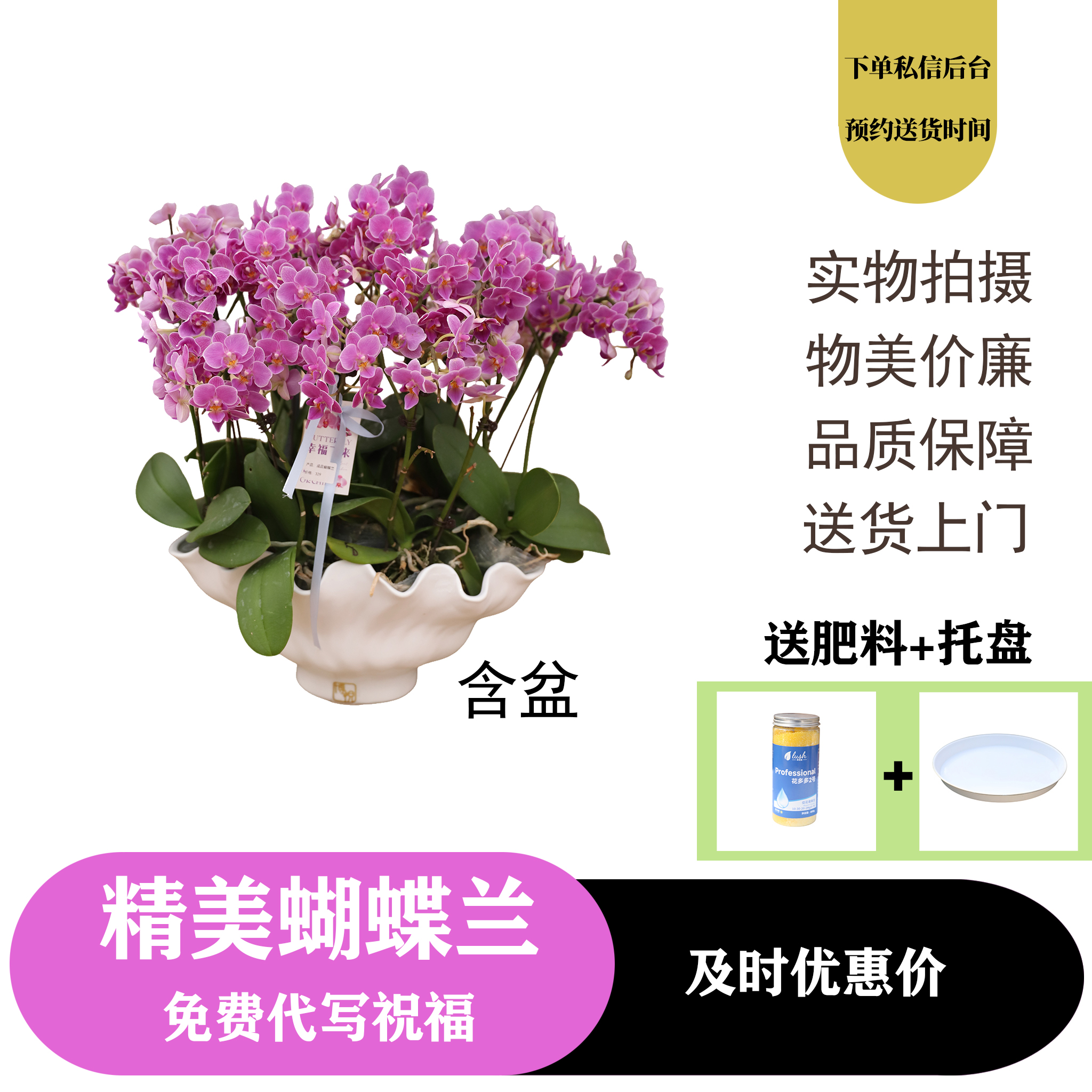高端网红绿植蝴蝶兰