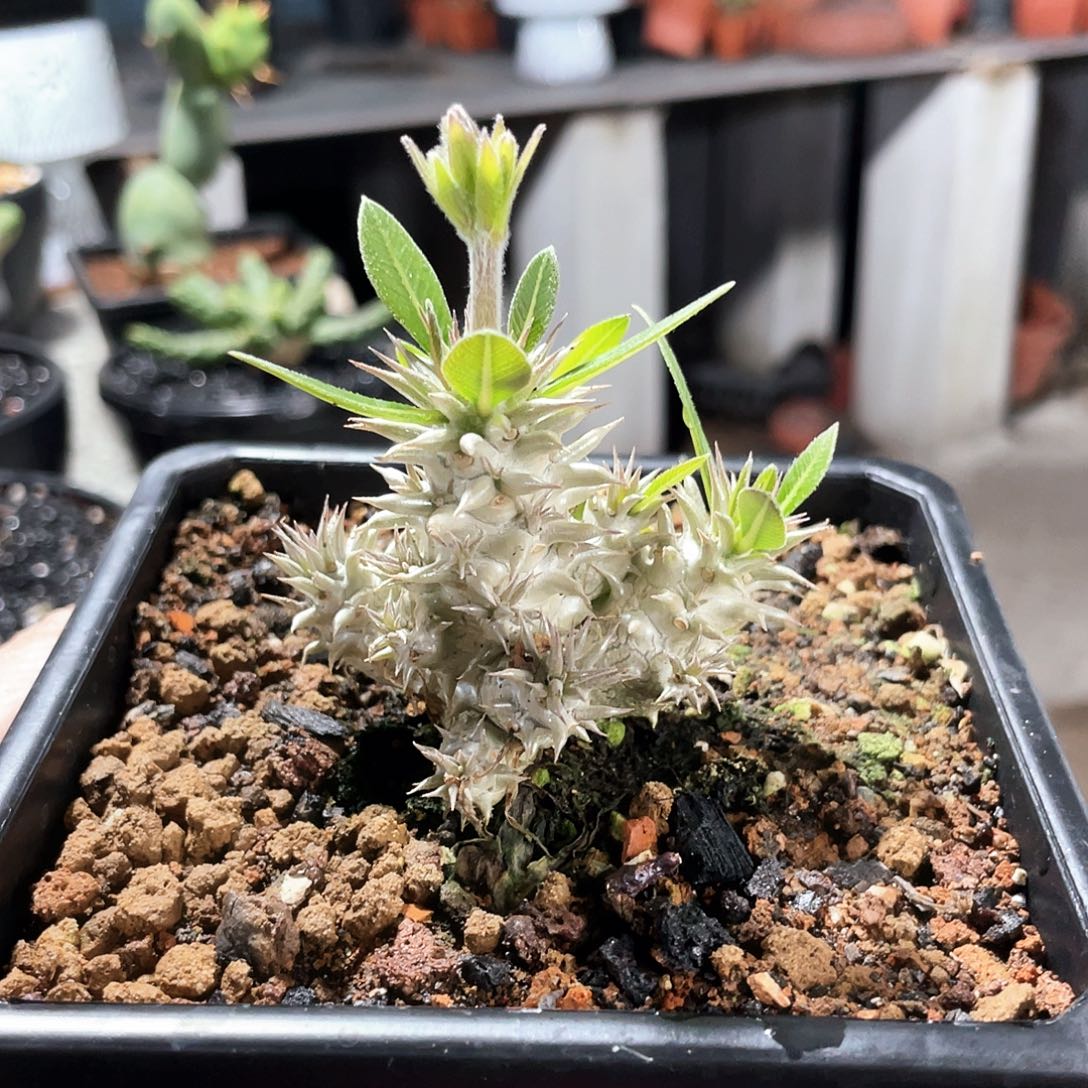 66666666666666666666