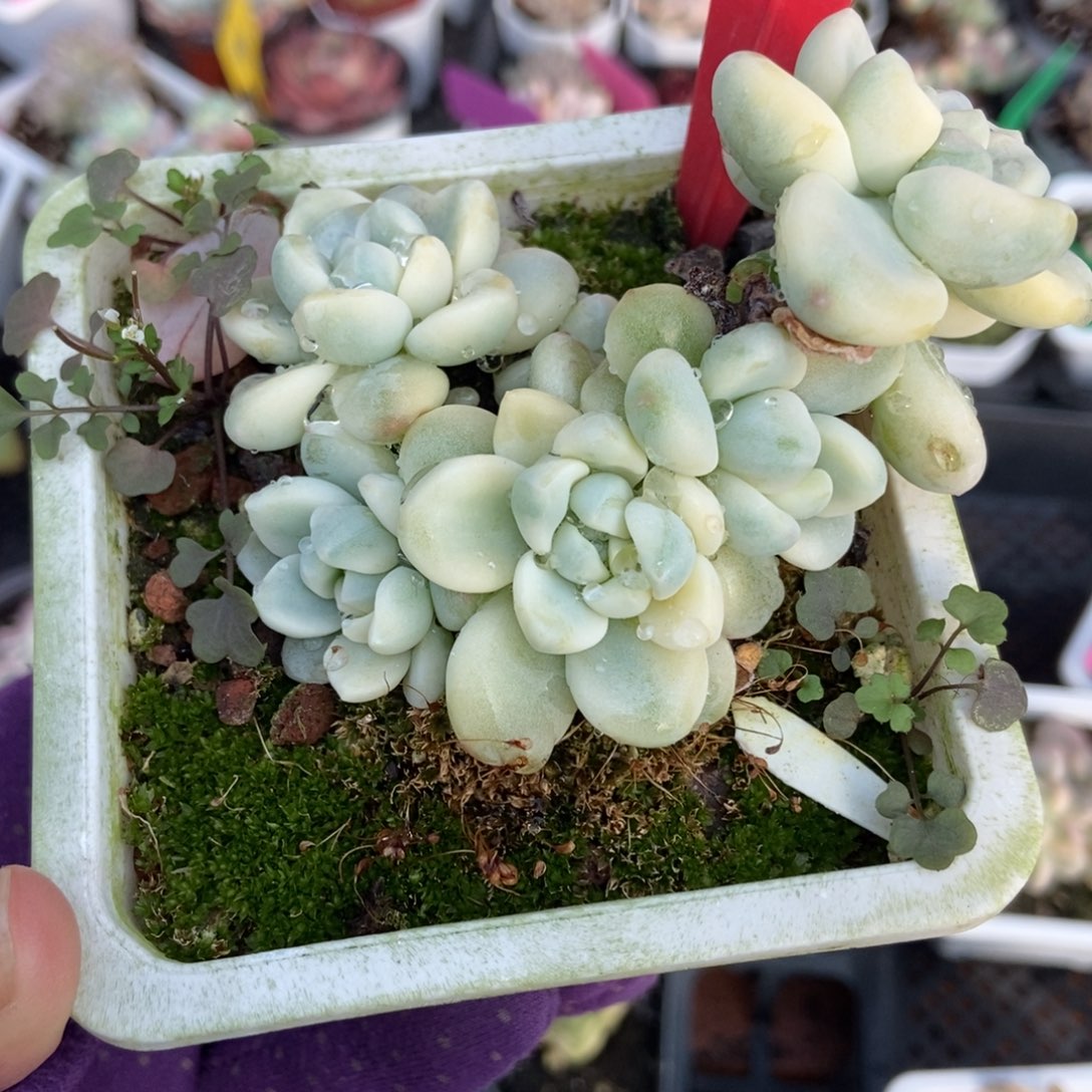 1960劳尔锦多肉植物多肉