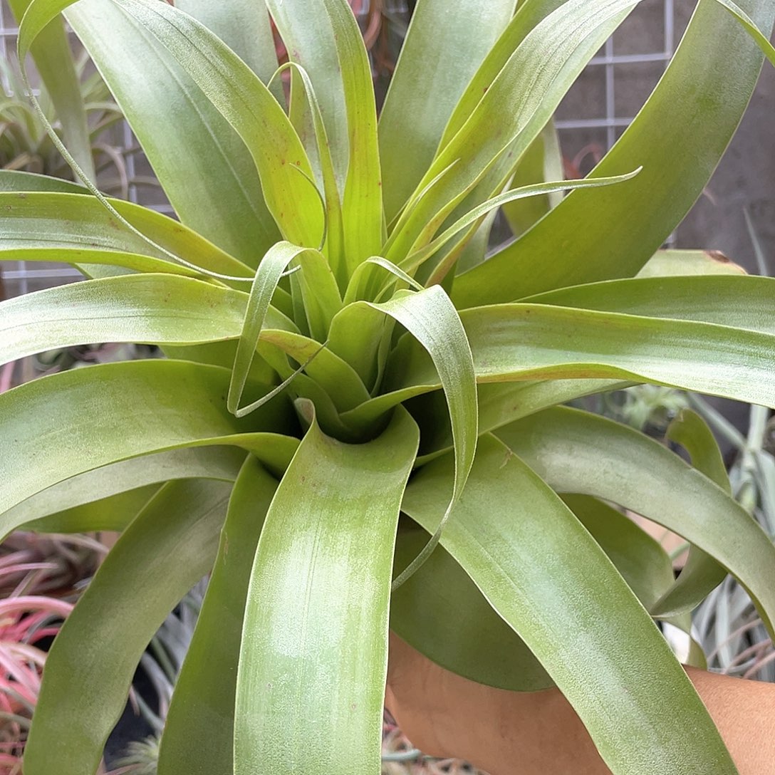 开***y萨曼纱65号空气凤梨