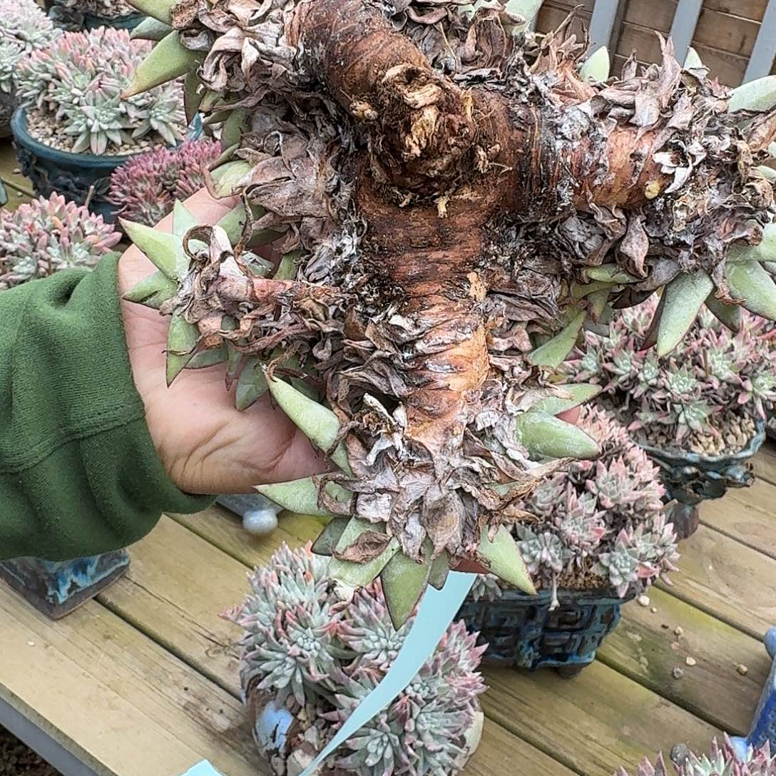 2***6多肉植物一物一拍1213011