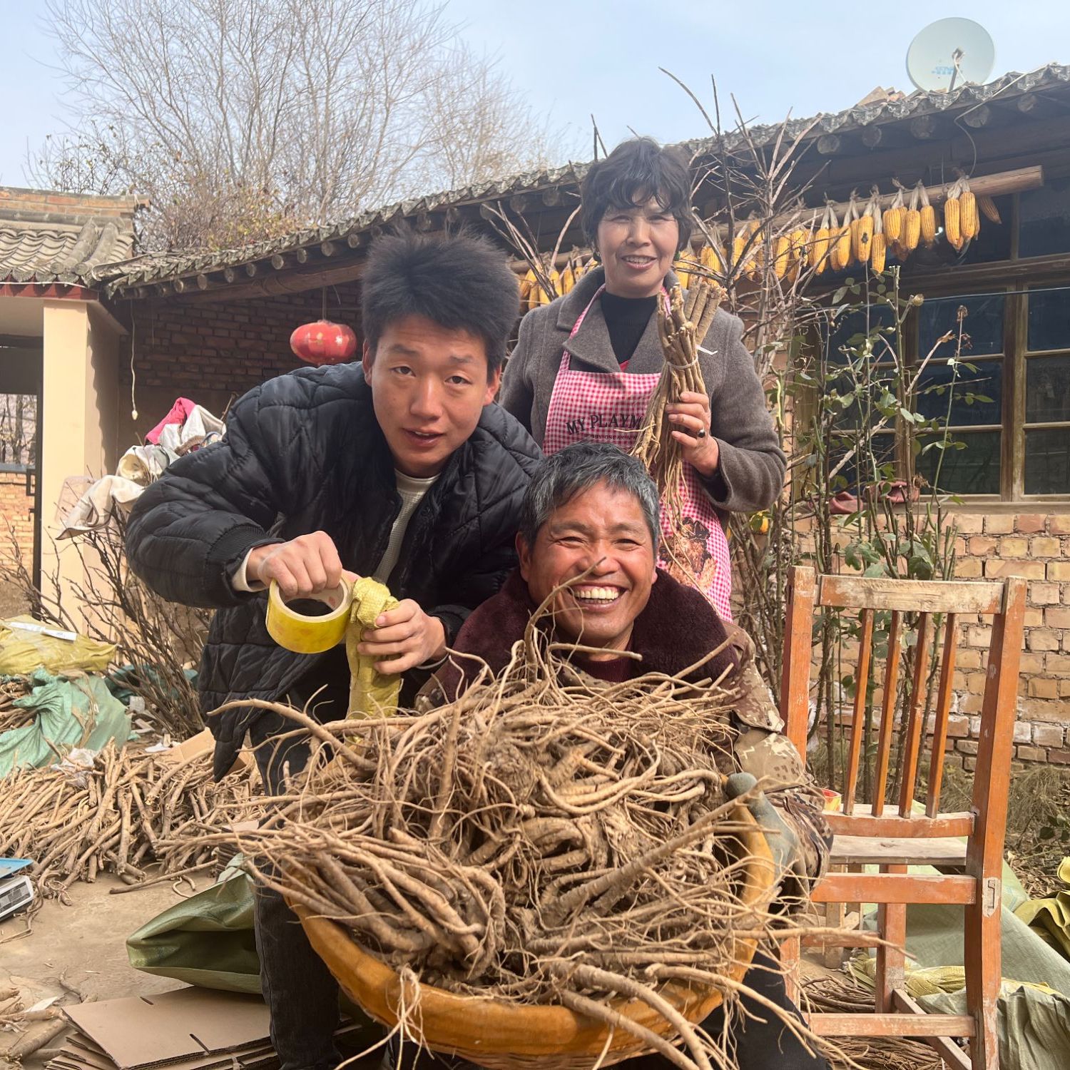 【顺丰包邮 新鲜当归】甘肃产地高海拔现挖当归自然生长煲汤佳品