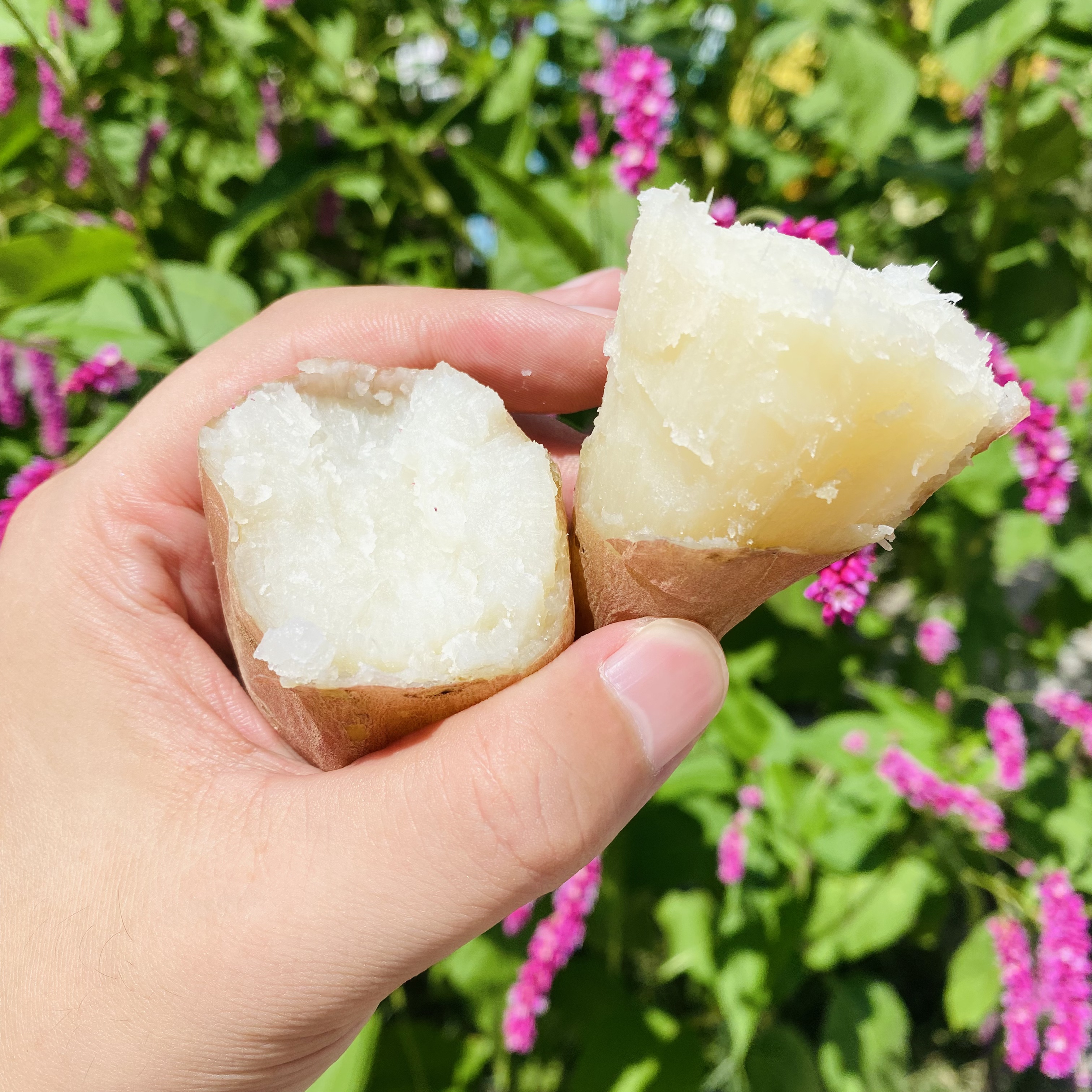 【磊哥心选】哈密红薯4斤左右一箱 可蒸可烤红薯