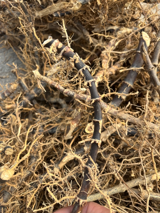 江西野生黑竹子根(干货)