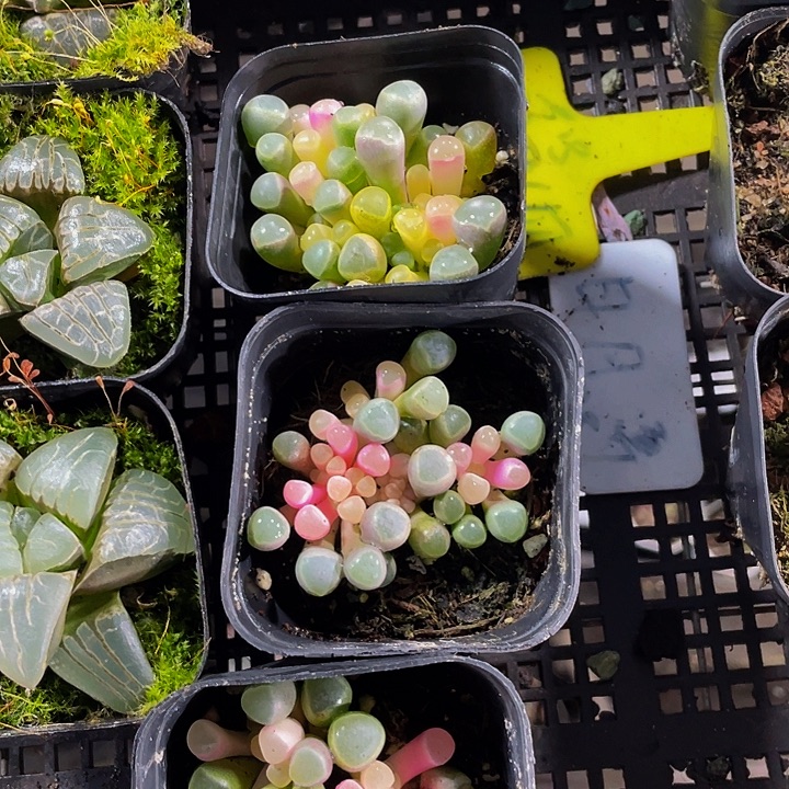 锦锦锦五十铃玉锦