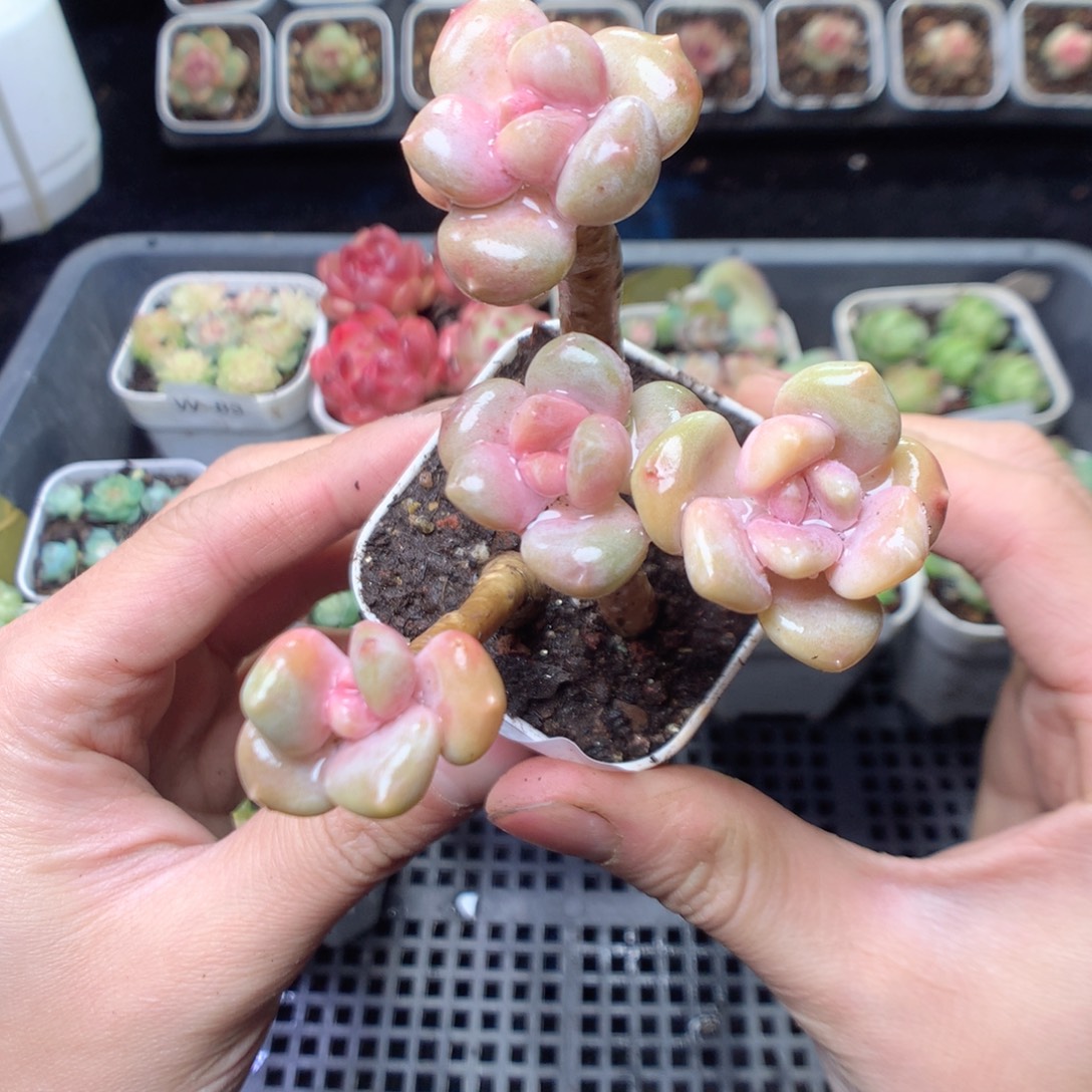 无花朵W91 yyyyyyy