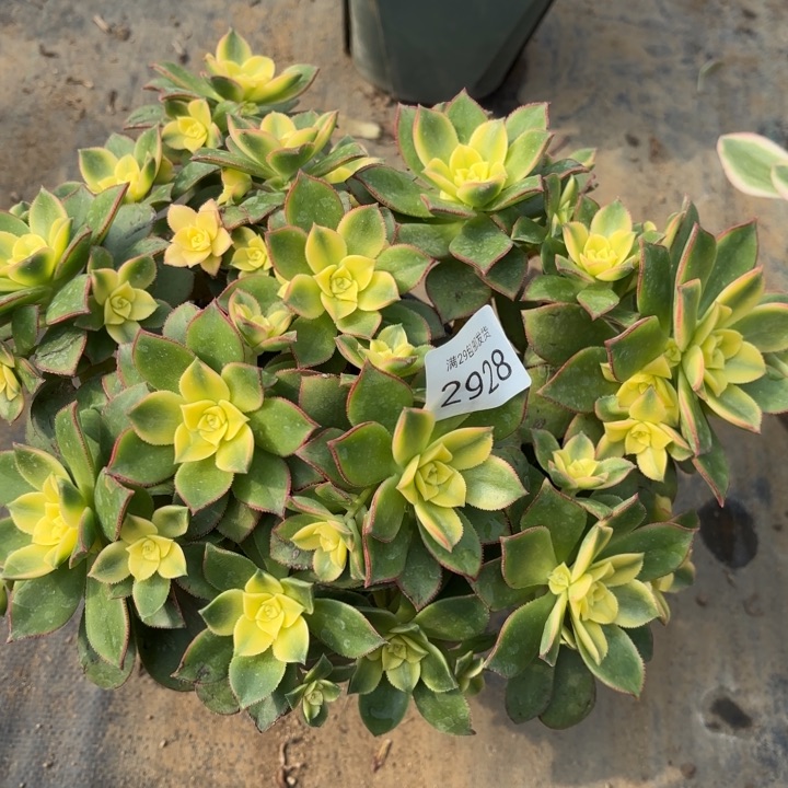 艳日辉多肉处氧化黑斑2928