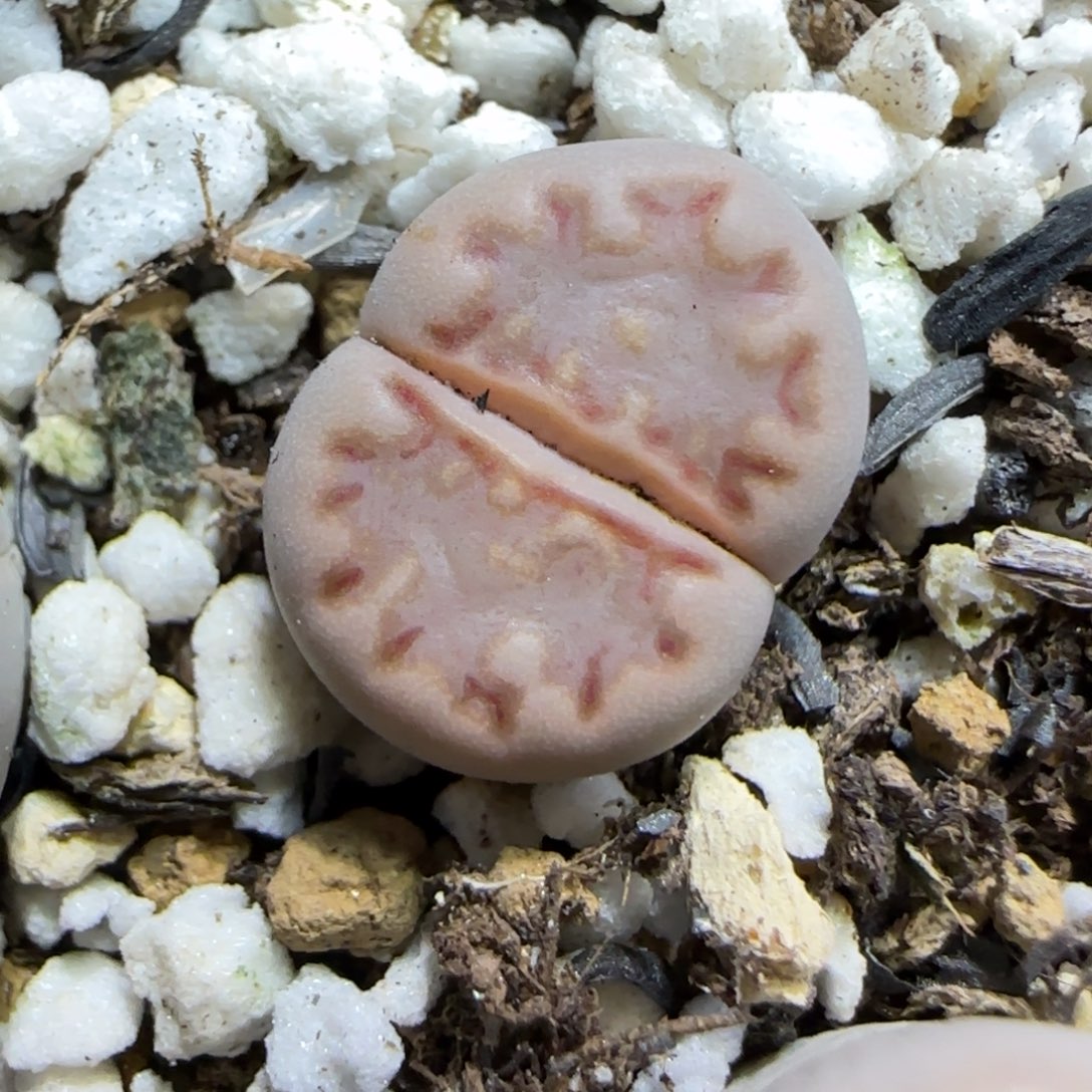 12.6.1621.013饼干.9021尺寸1.35cm