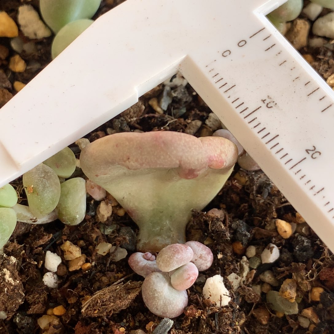 油煎奶酪 不满28发到付，发一片叶，~