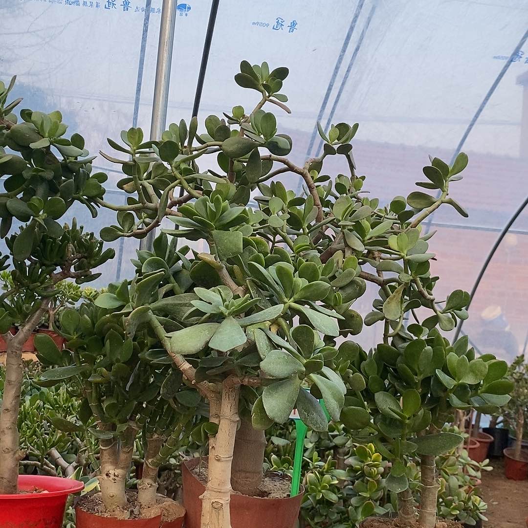 虎***威完全开放青叶玉树老桩一物一拍