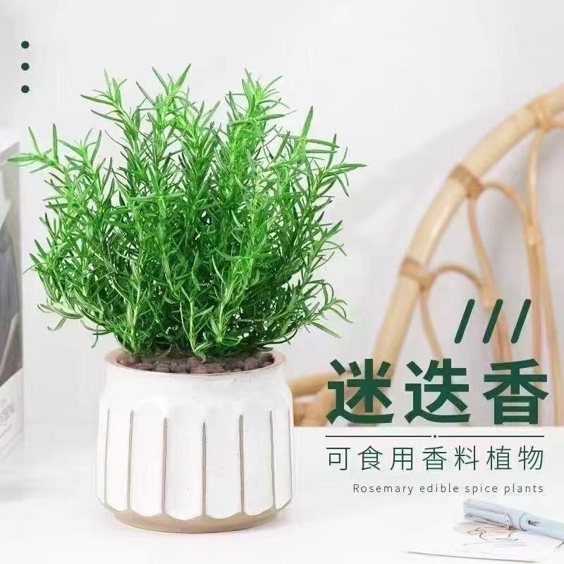 新鲜可食用香草迷迭香小苗大苗耐热驱蚊虫净化空气植培绿植