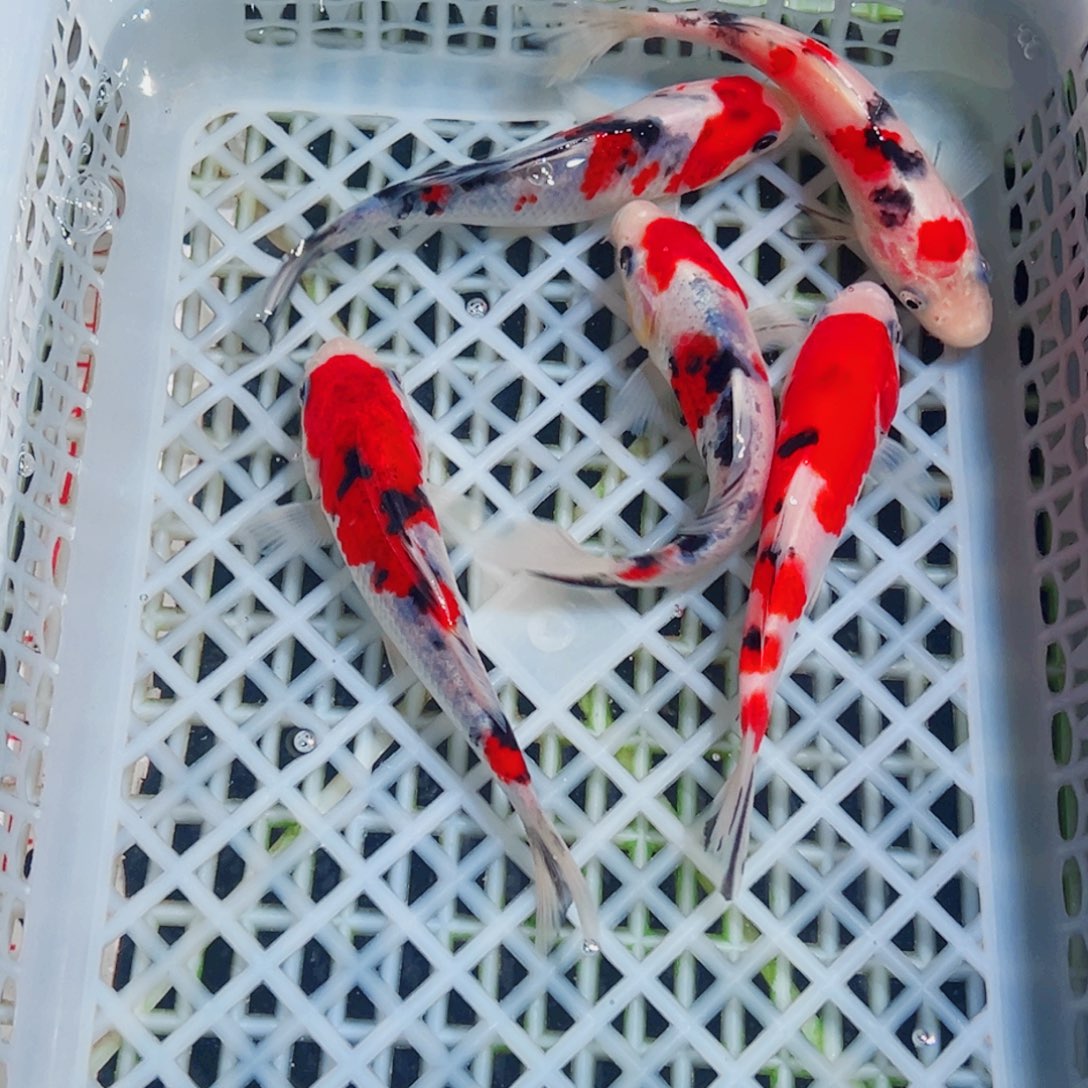 茂***哥锦鲤锦鲤观赏鱼1111