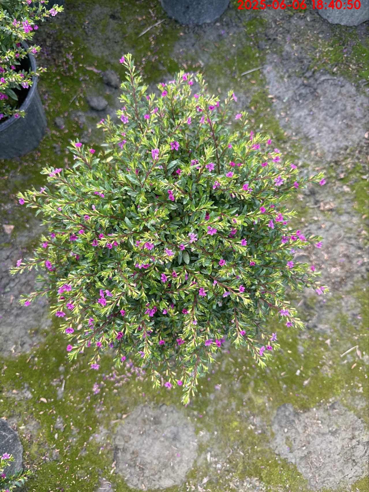 【买一送一带花苞】满天星花苗盆栽室内外阳台花园四季开花不断绿植