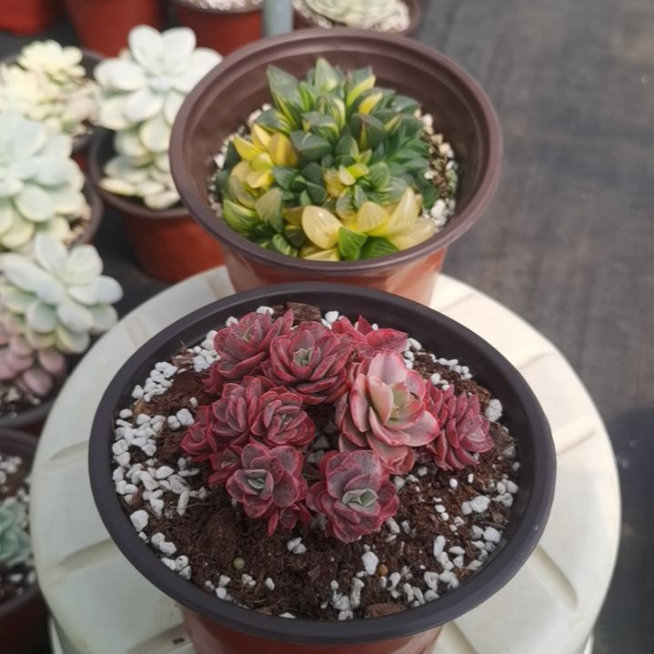 姬寿锦+小叶秀妍锦