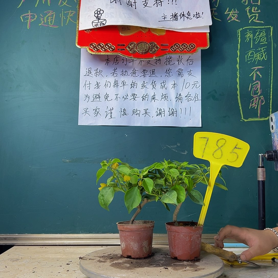 当前无花栽培后可以开花暗斑水晶掌中宝 柠檬黄掌中宝 785