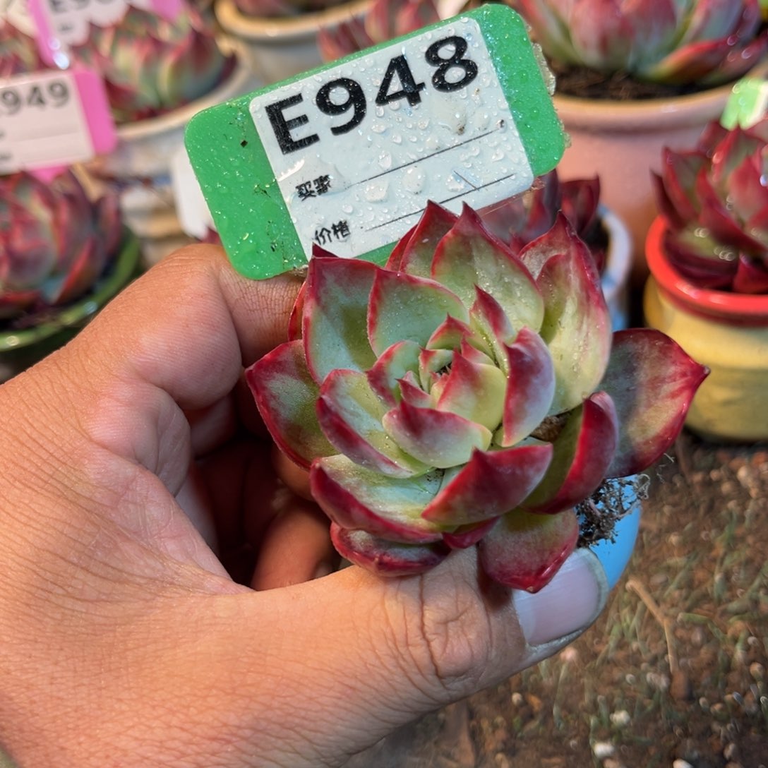 惊鸿一瞥948号多肉