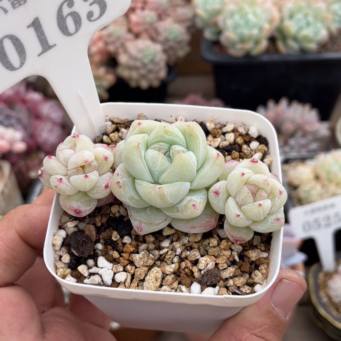 0163白泽不带盆7厘米