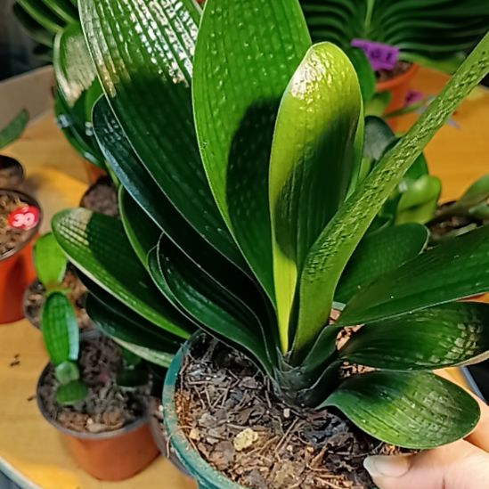 10枝/扎君子兰麻脸苗