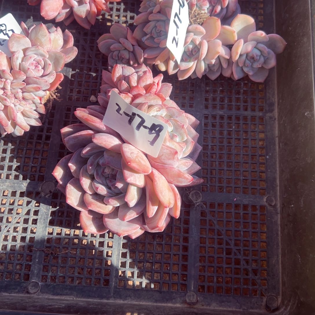 2-17-19静好多肉园艺