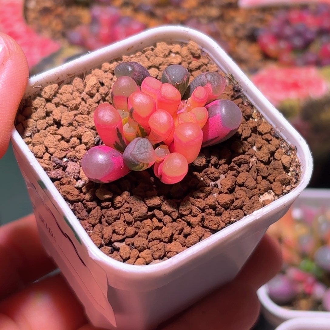 190号五十铃玉锦多肉植物锦一物一拍带盆土