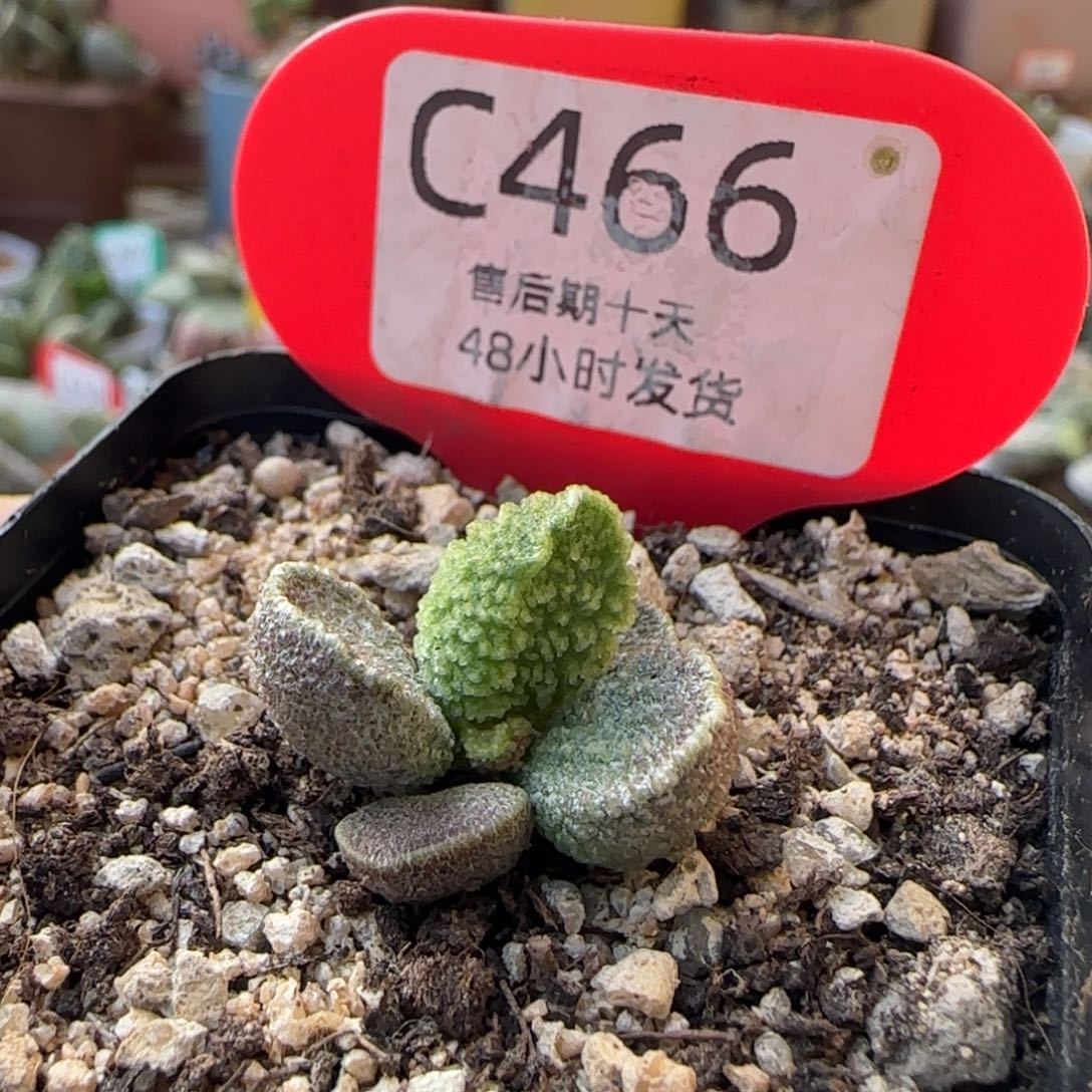 实生多肉水泡。   466。    