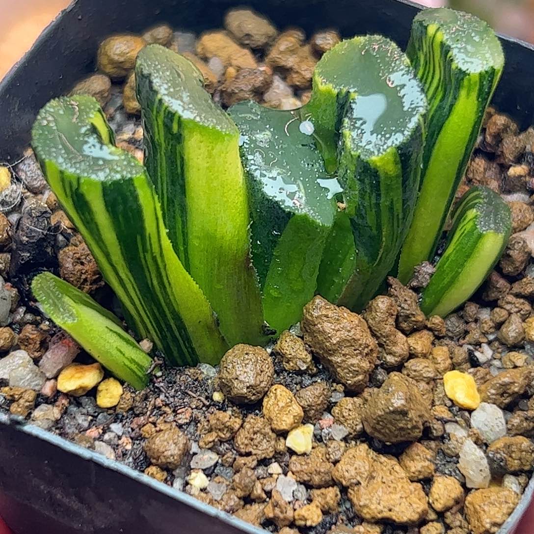 广重锦十二卷多肉植物