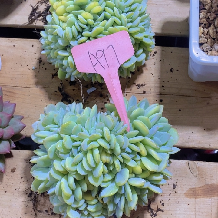 笑***语这么大岁数怎么会那么