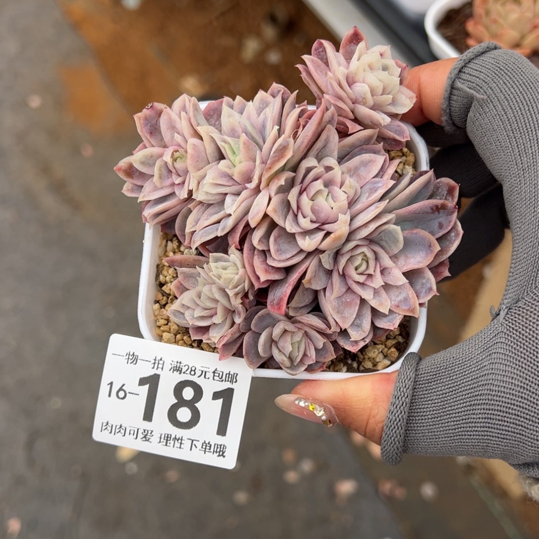 冰片玫瑰多肉多肉多肉多肉