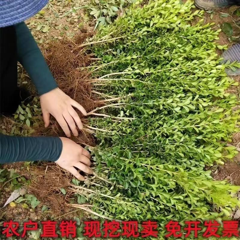 瓜子黄杨小叶黄杨苗黄杨床苗四季常青耐阴常绿庭院绿篱围栏绿化苗