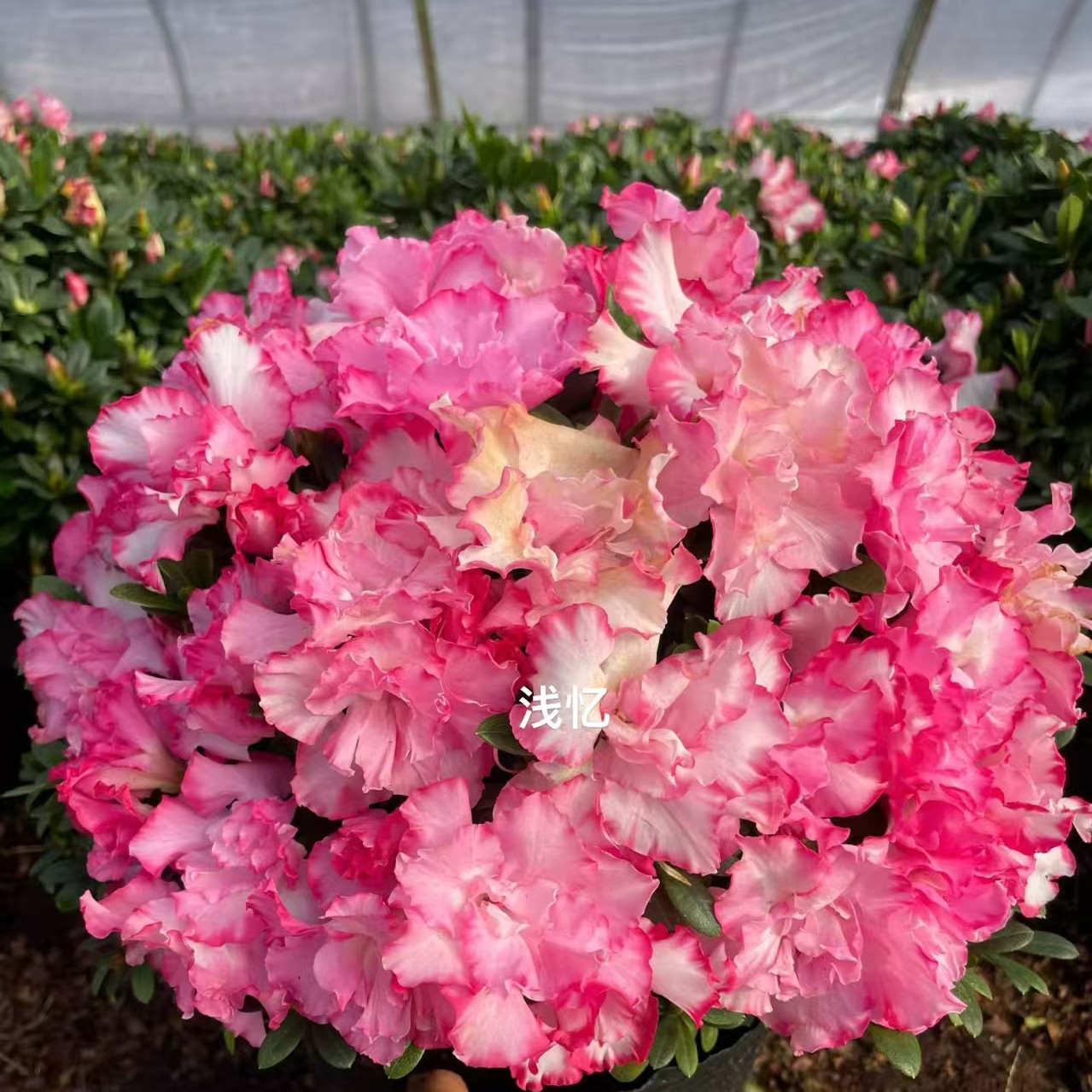 【西玛】精品杜鹃花四季开花耐寒耐热55公分
