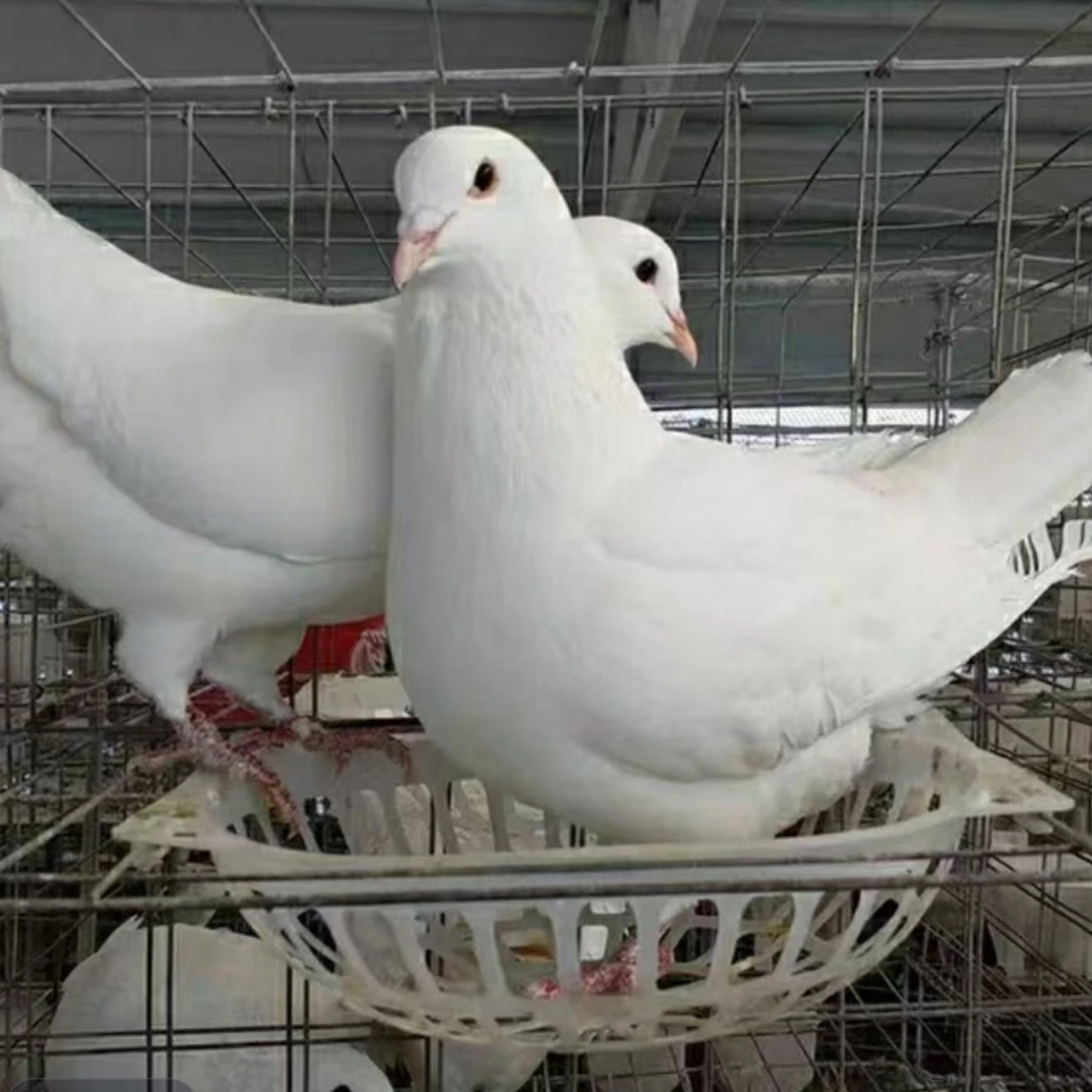 观赏鸽专用运输框