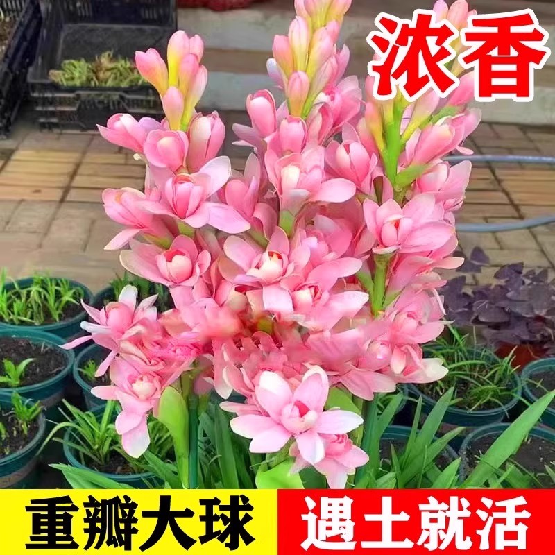 浓香型晚香玉种球重瓣带芽多年生室内室外耐寒好养活花卉盆栽球根