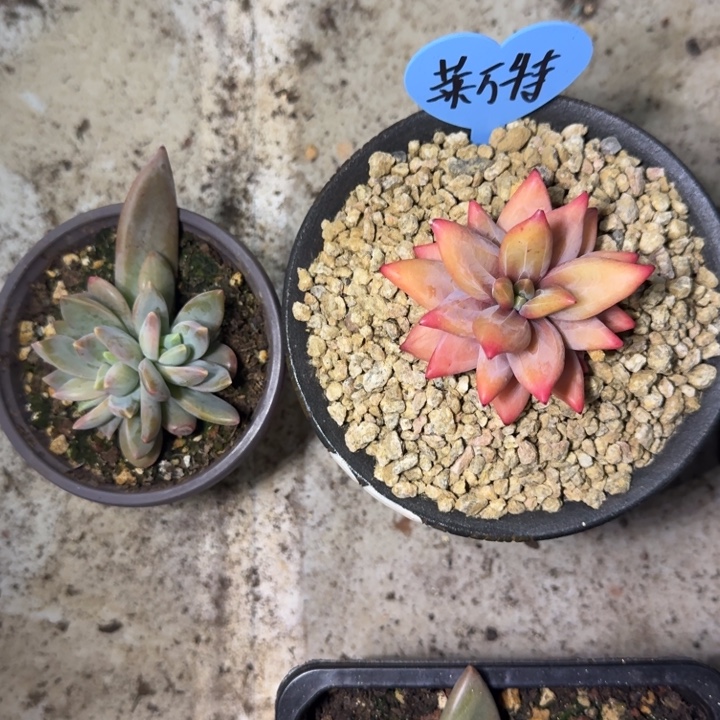 莱万特 叶插  一物一拍