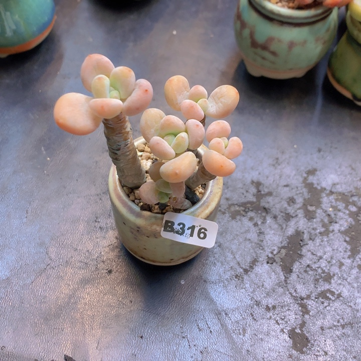 一物一拍含盆土满38包邮B316