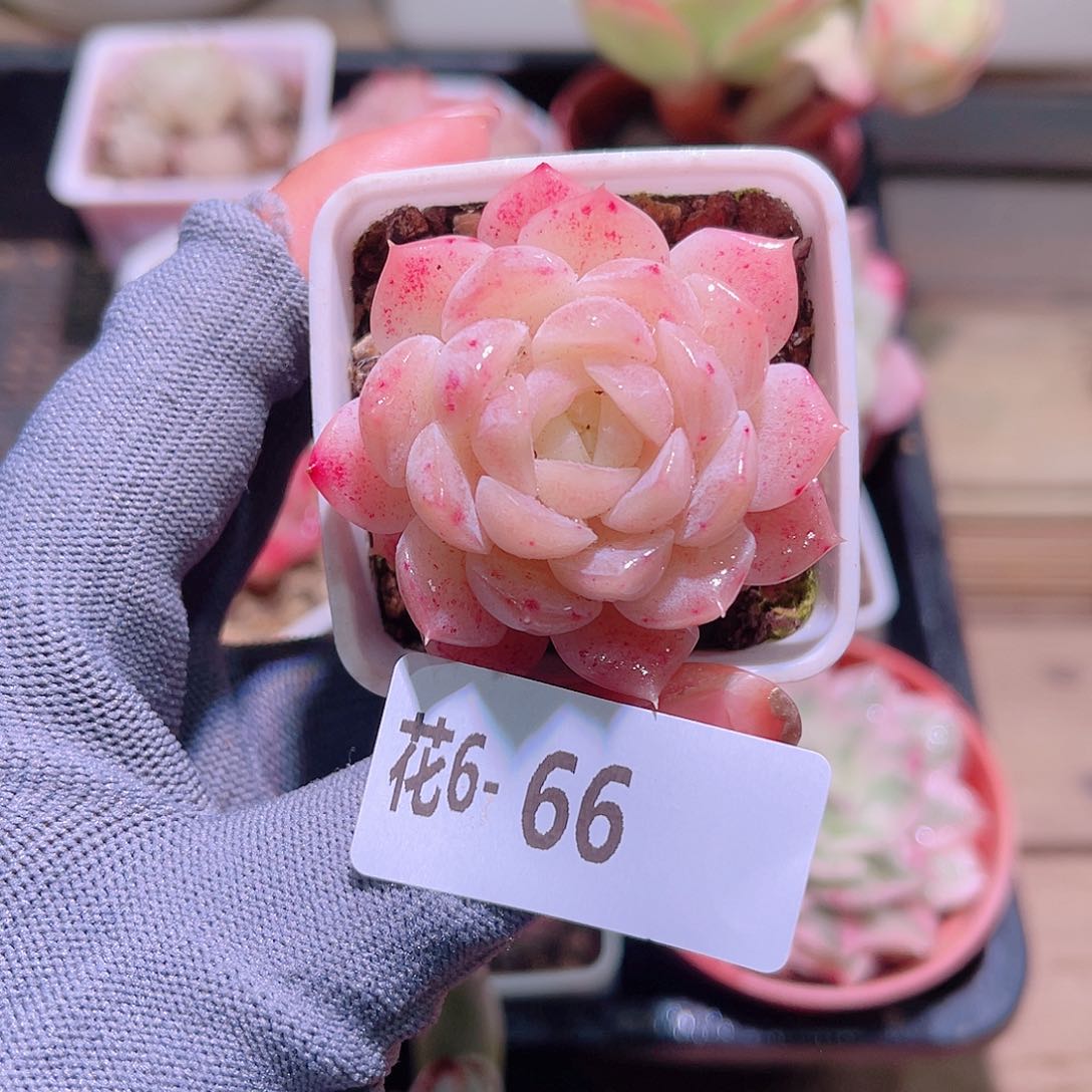 花06-66新品单头