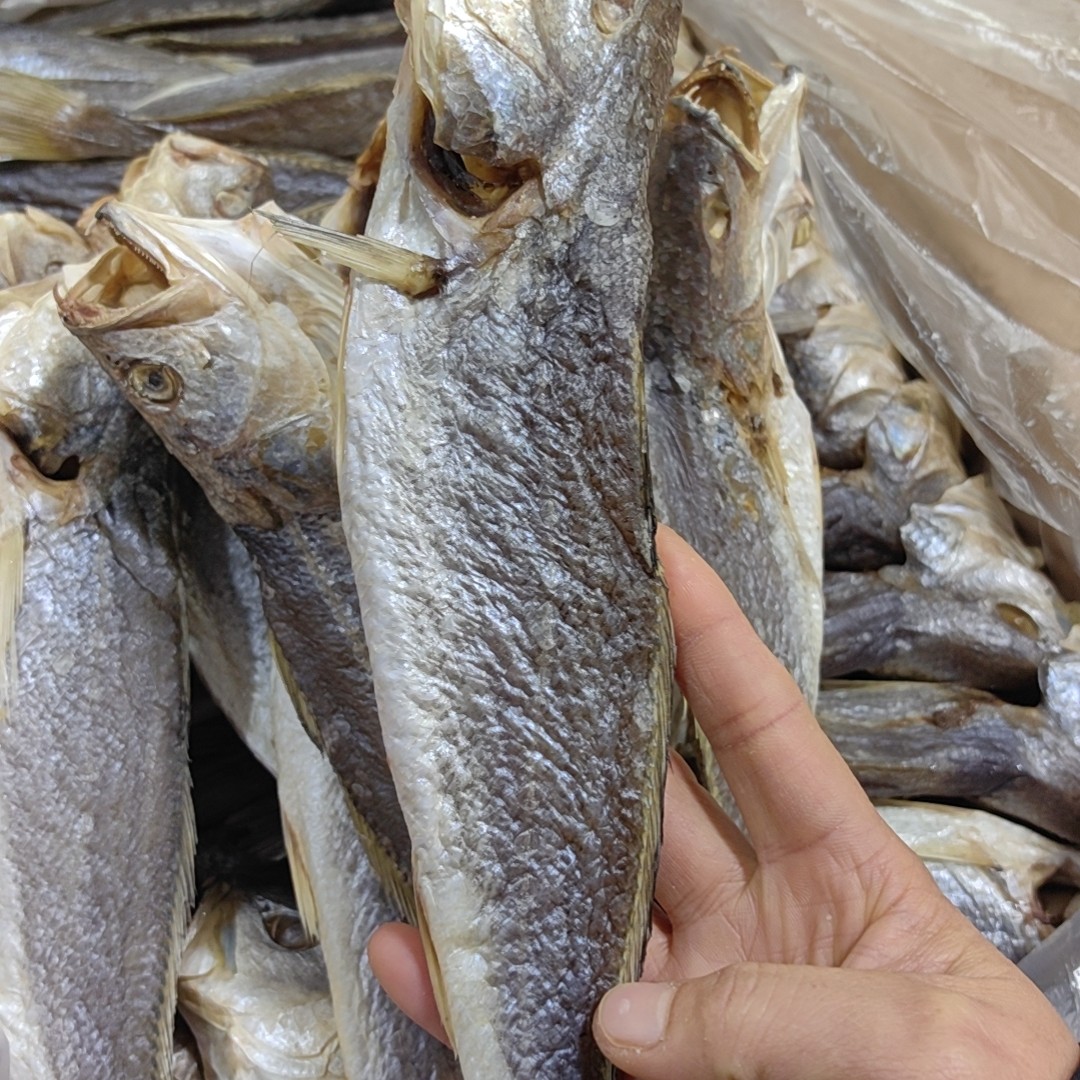 咸三牙拜老爷咸鱼