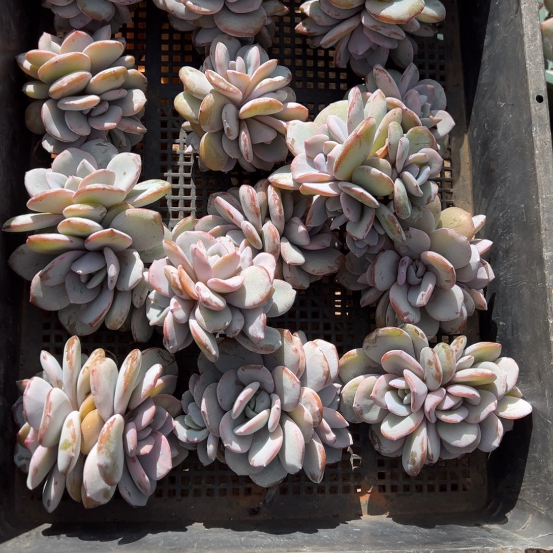 十***•我在等他来给你们，十一130