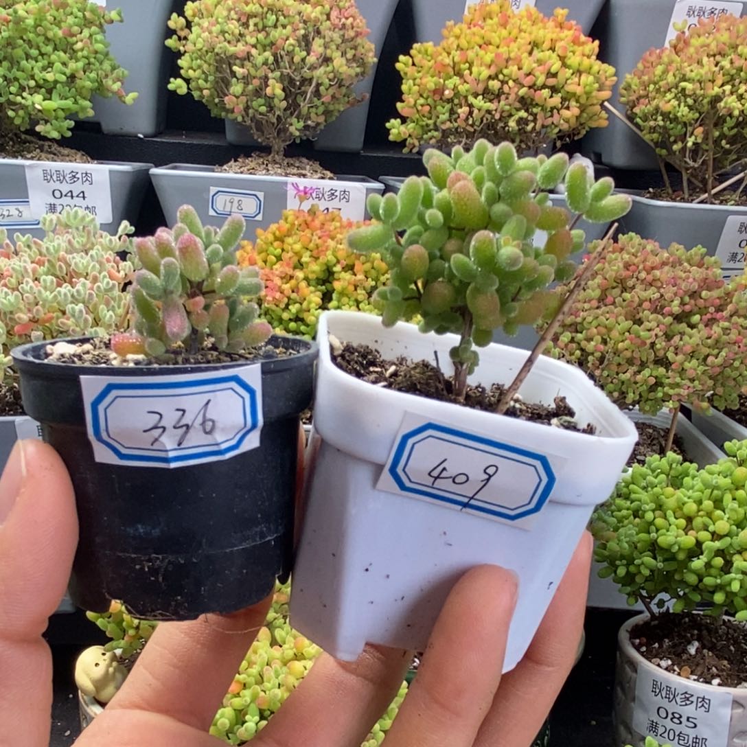 嬿*336号实生糖球，409号蜜橘糖球多肉