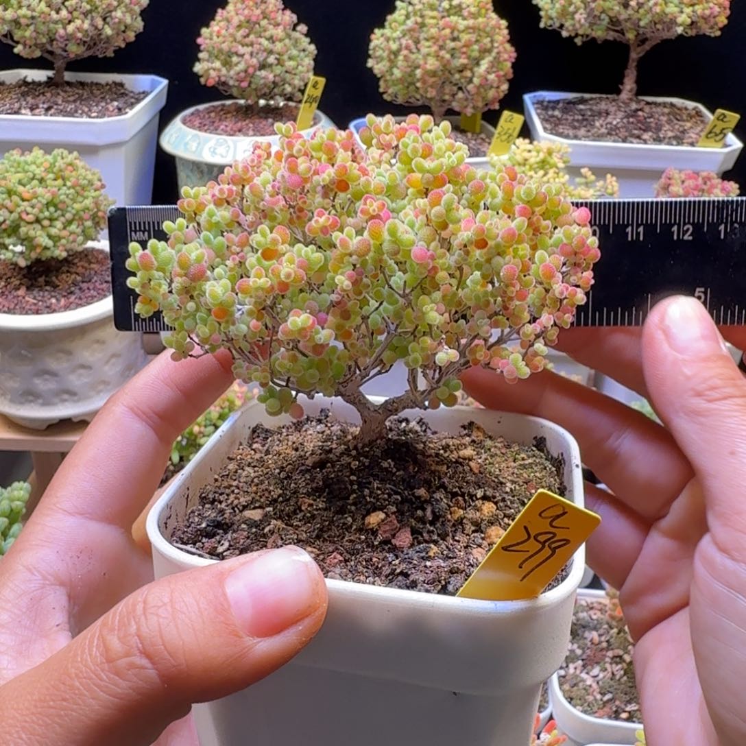 a299号蜜橘冠服9厘米左右