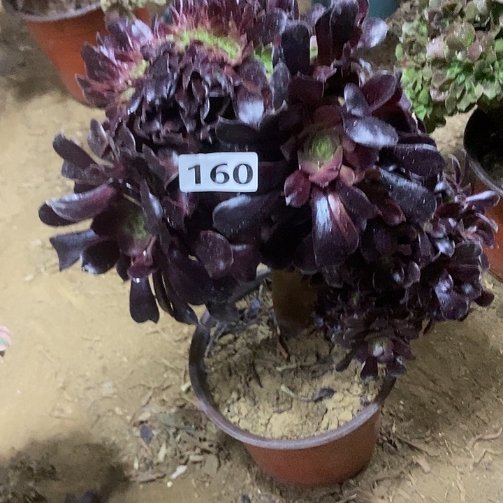 160欧紫缀化老板子