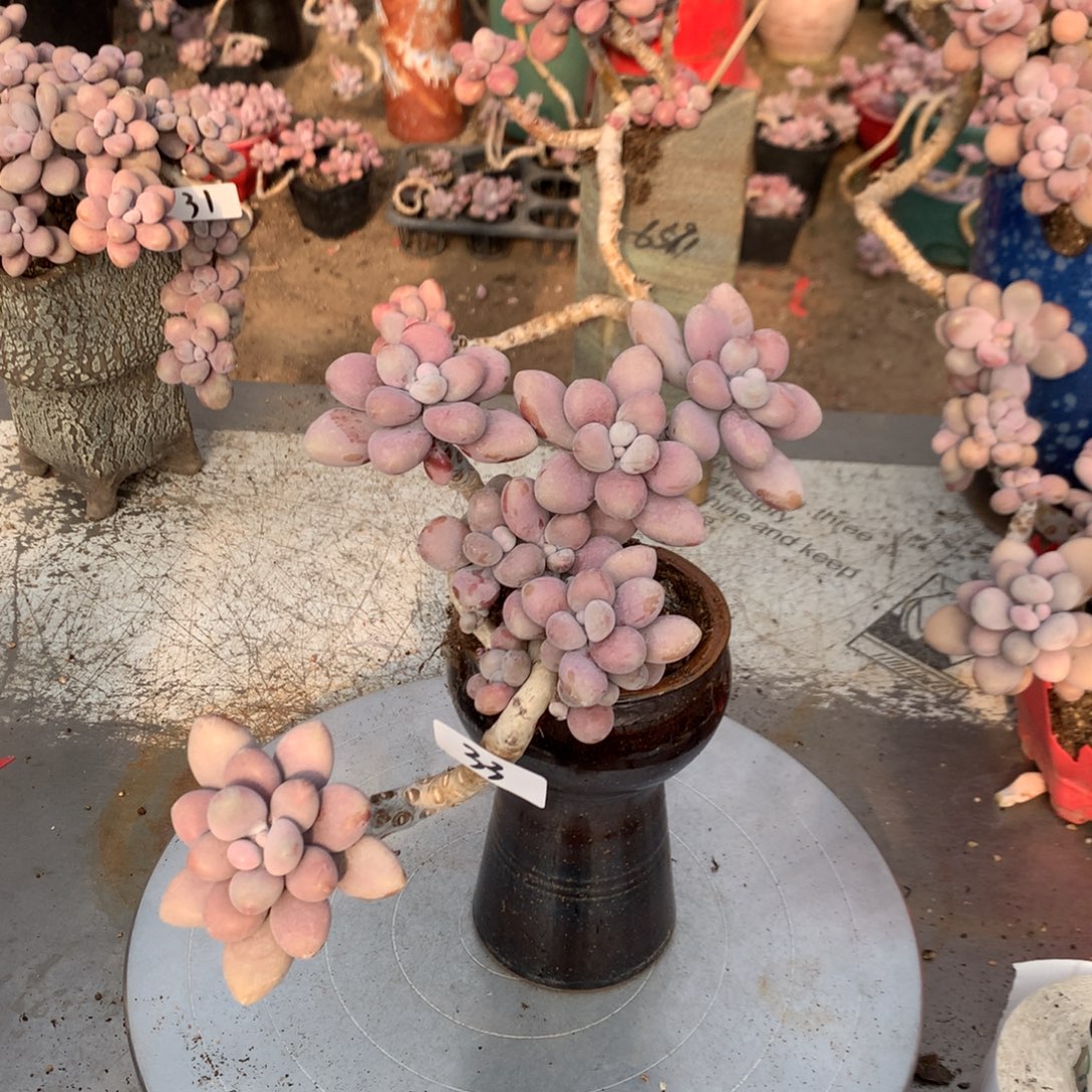 桃蛋老桩不代盆33号