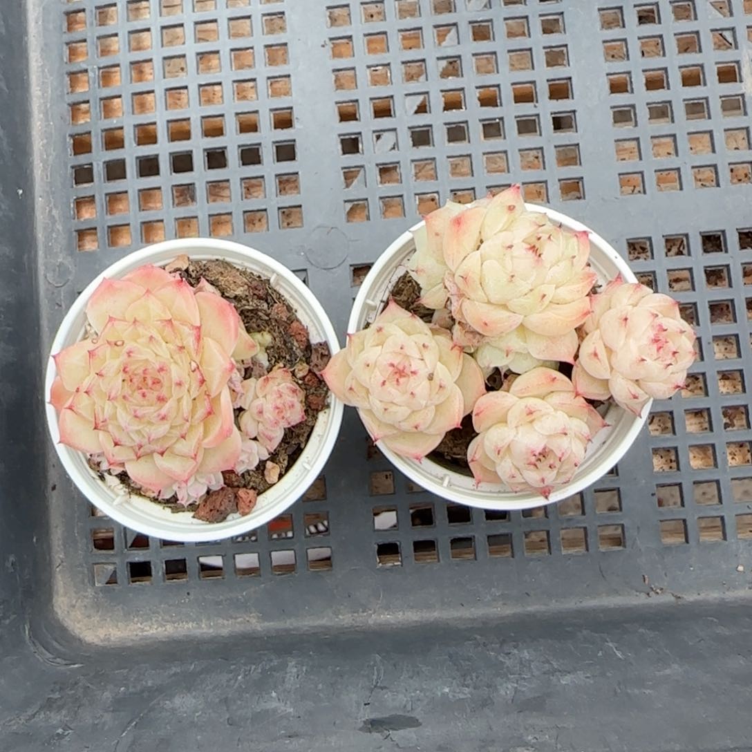 夕*【闪购商品】0126-117两颗