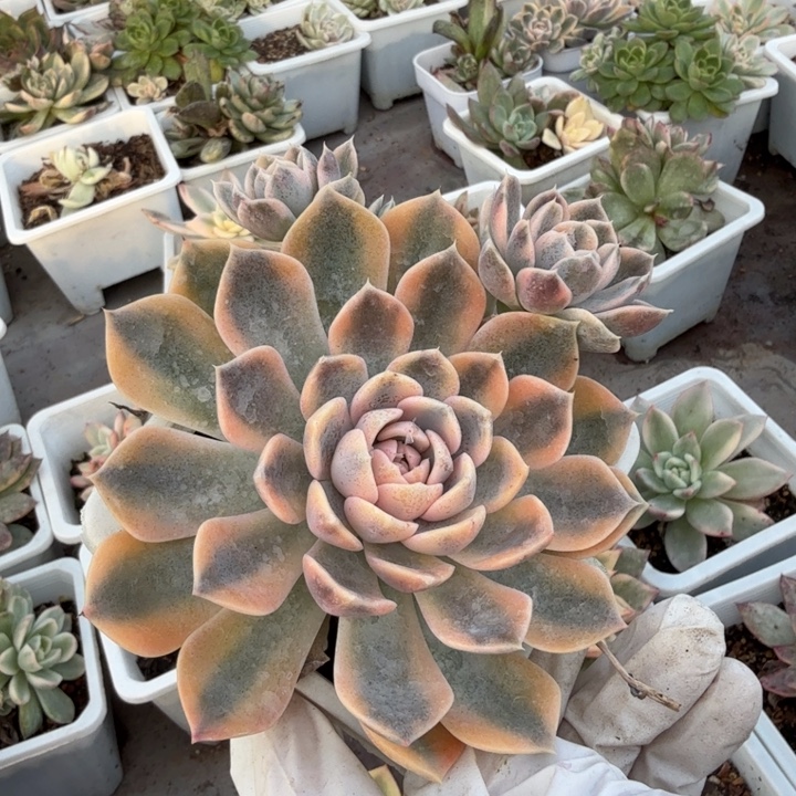 汉堡锦多肉植物一物一拍