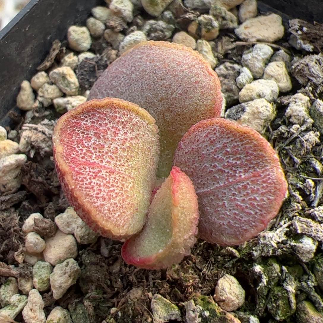 锦鲤磨砂蛋单头桩多肉植物水泡