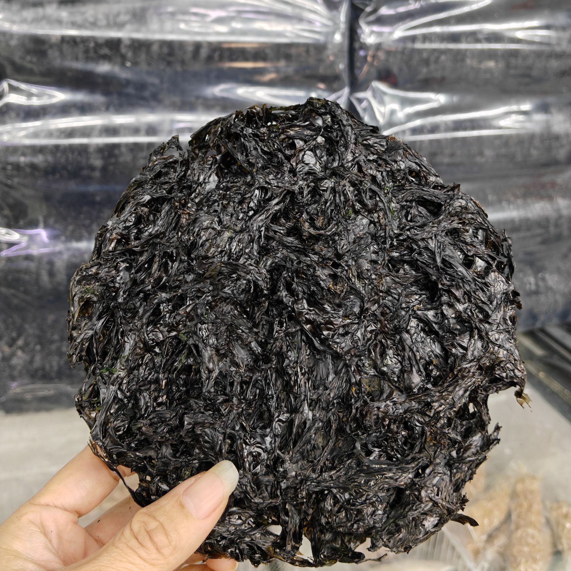 头水 紫菜 头荐 潮汕紫菜