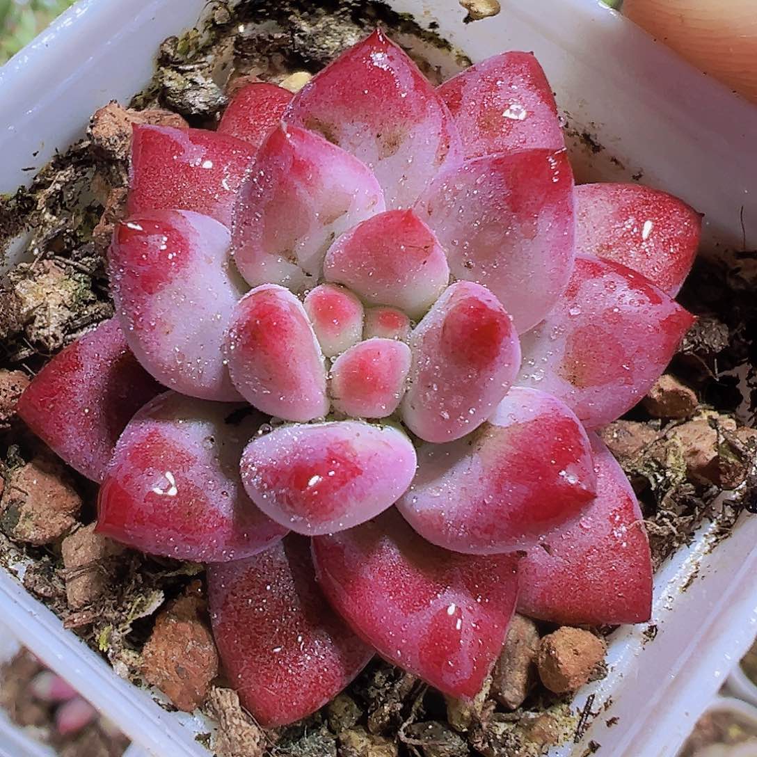 金鱼姬19包邮多肉植物